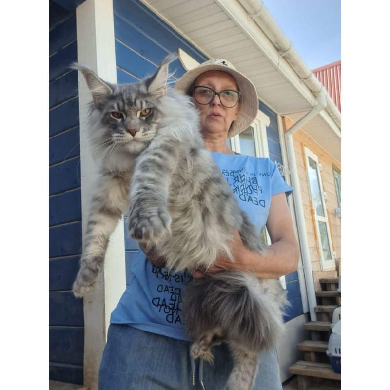 Maine Coon A Holodok