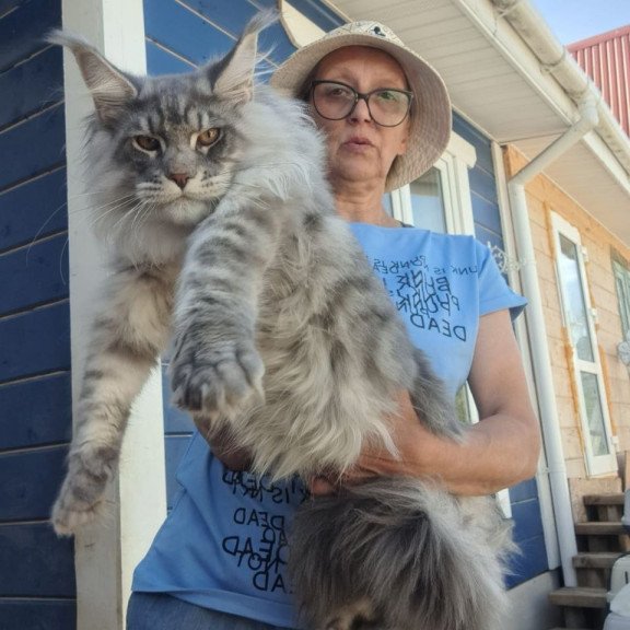 Maine Coon A Holodok