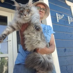 Maine Coon A Holodok