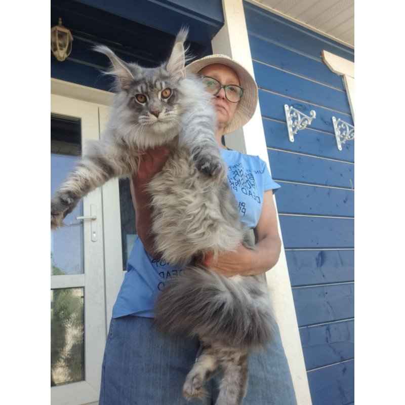 Maine Coon A Holodok