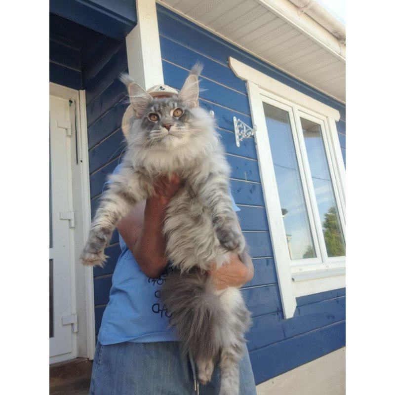 Maine Coon A Holodok