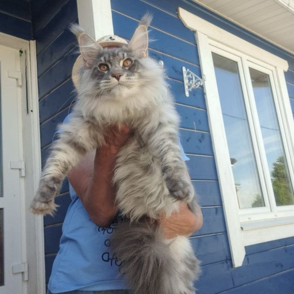 Maine Coon A Holodok