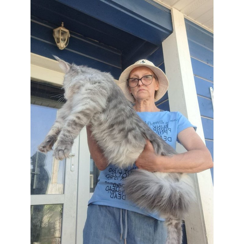 Maine Coon A Holodok