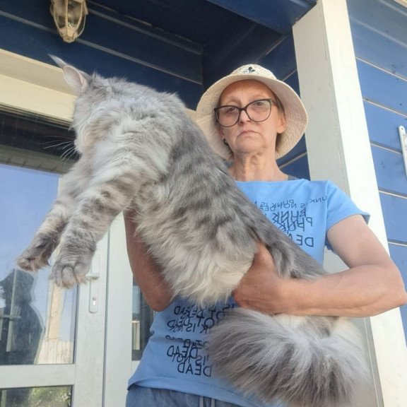 Maine Coon A Holodok