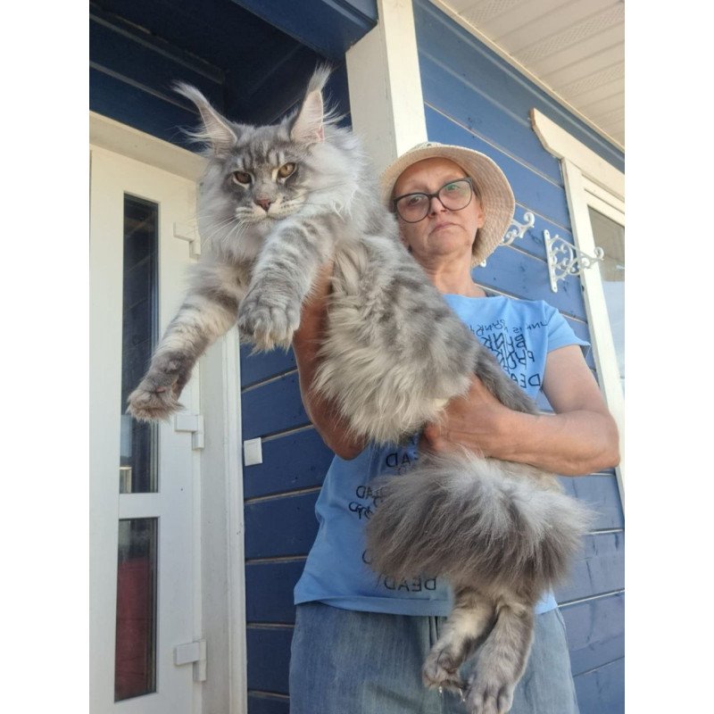 Maine Coon A Holodok