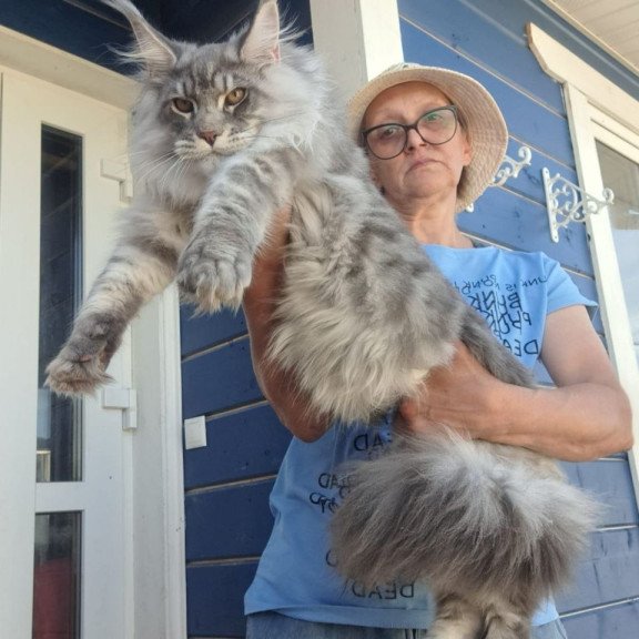 Maine Coon A Holodok