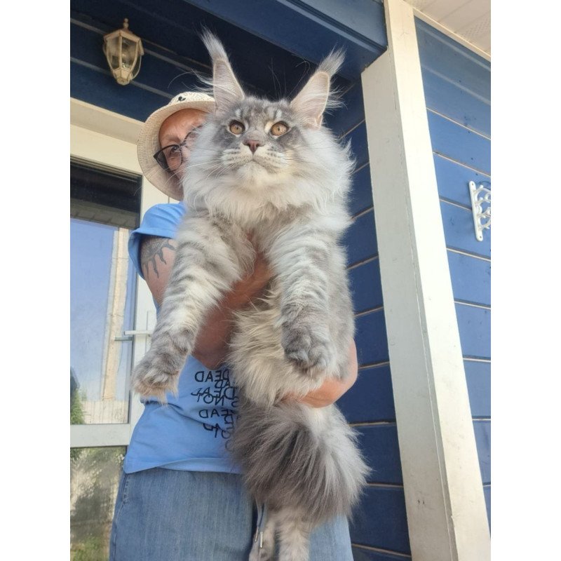 Maine Coon A Holodok