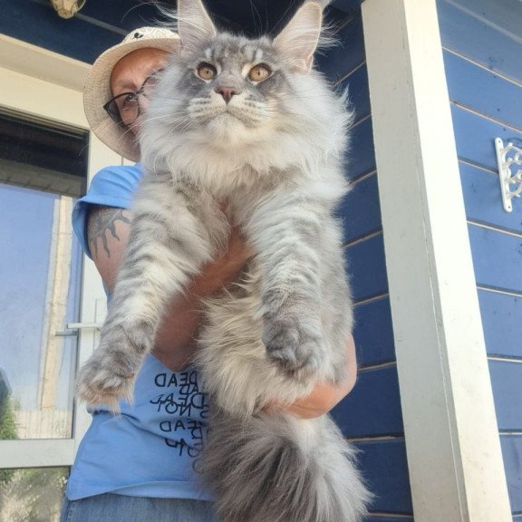 Maine Coon A Holodok