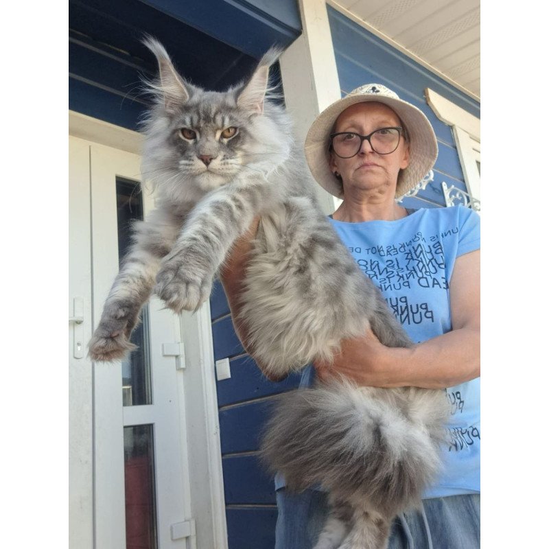 Maine Coon A Holodok