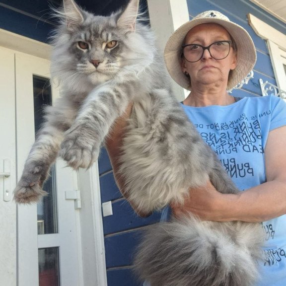 Maine Coon A Holodok