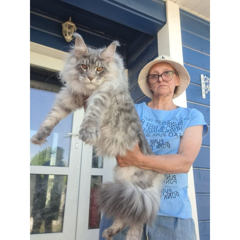 Maine Coon A Holodok