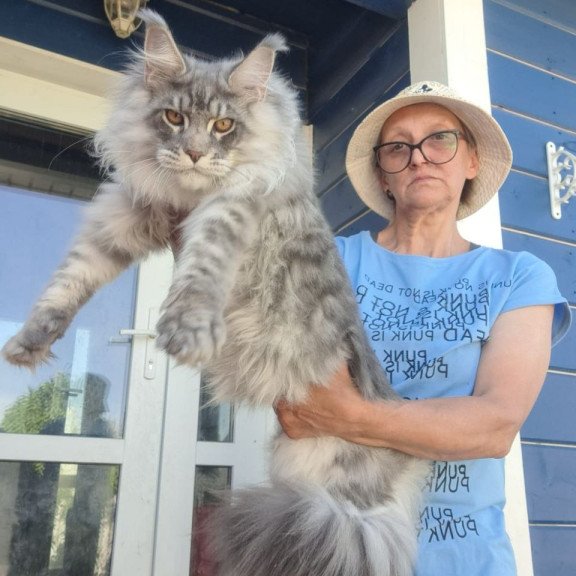 Maine Coon A Holodok