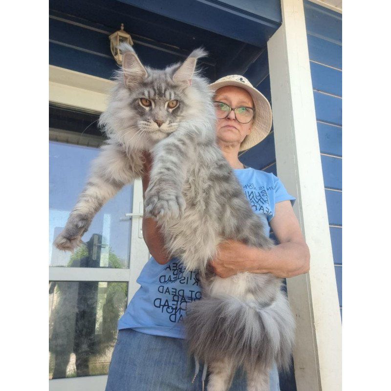 Maine Coon A Holodok