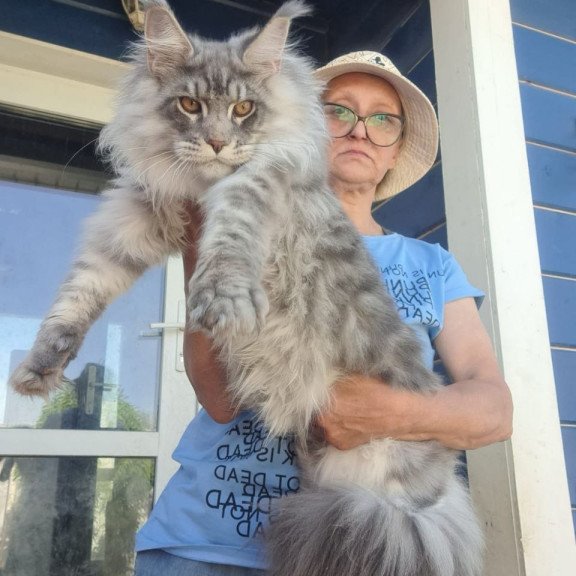 Maine Coon A Holodok