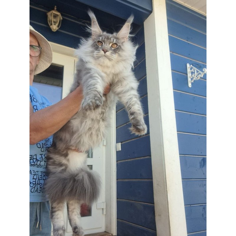 Maine Coon A Holodok