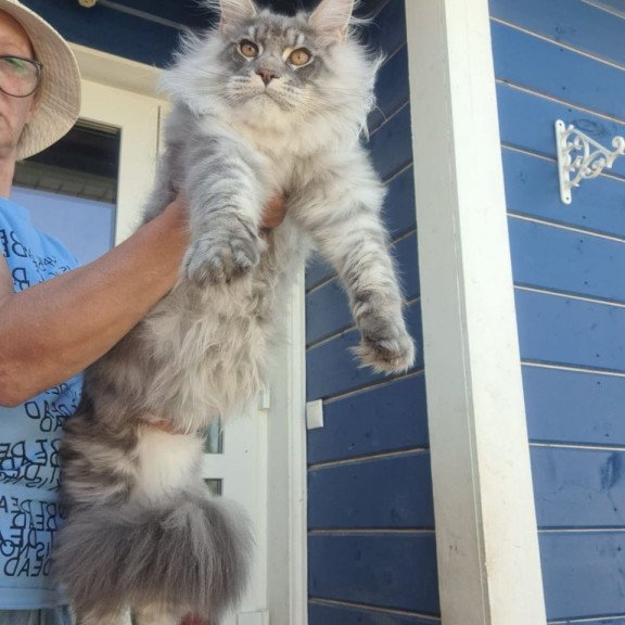 Maine Coon A Holodok