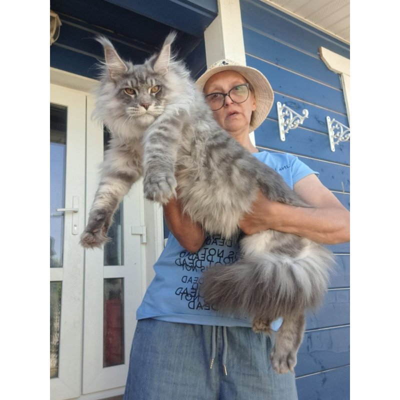 Maine Coon A Holodok