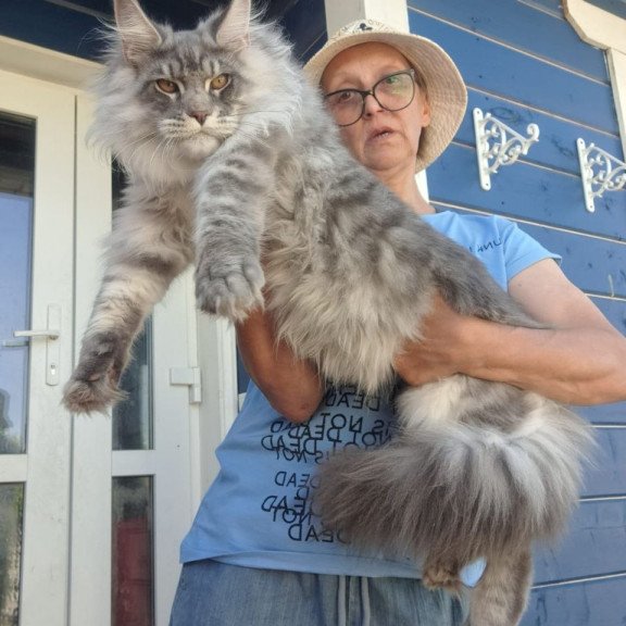 Maine Coon A Holodok