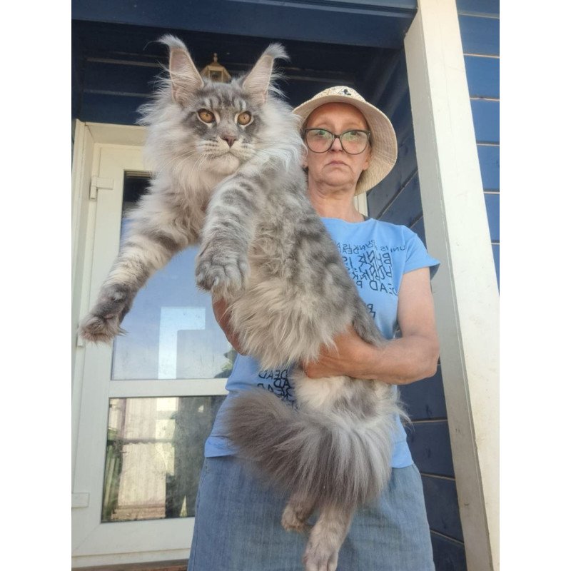 Maine Coon A Holodok