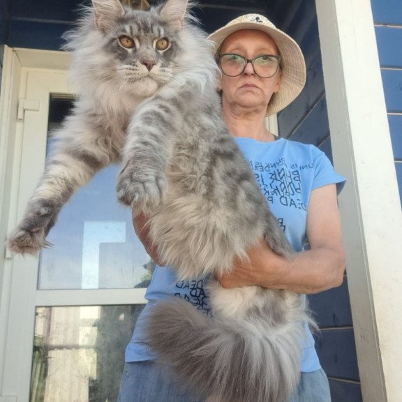 Maine Coon A Holodok