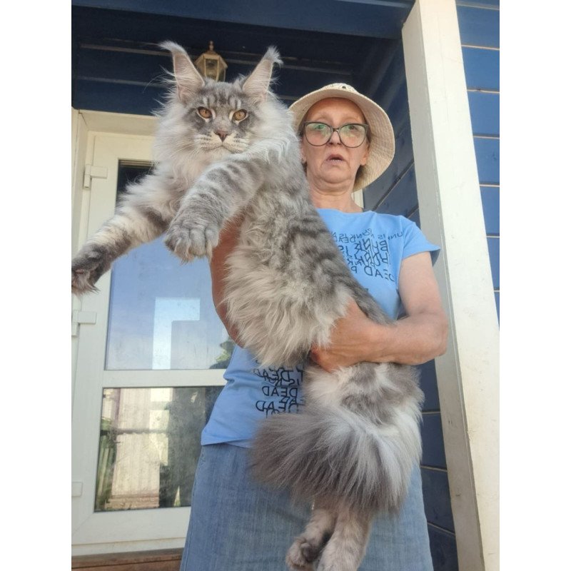 Maine Coon A Holodok