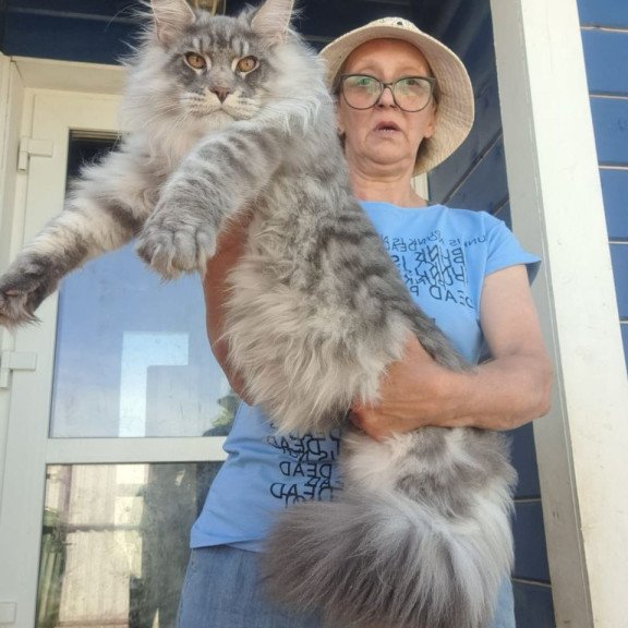 Maine Coon A Holodok