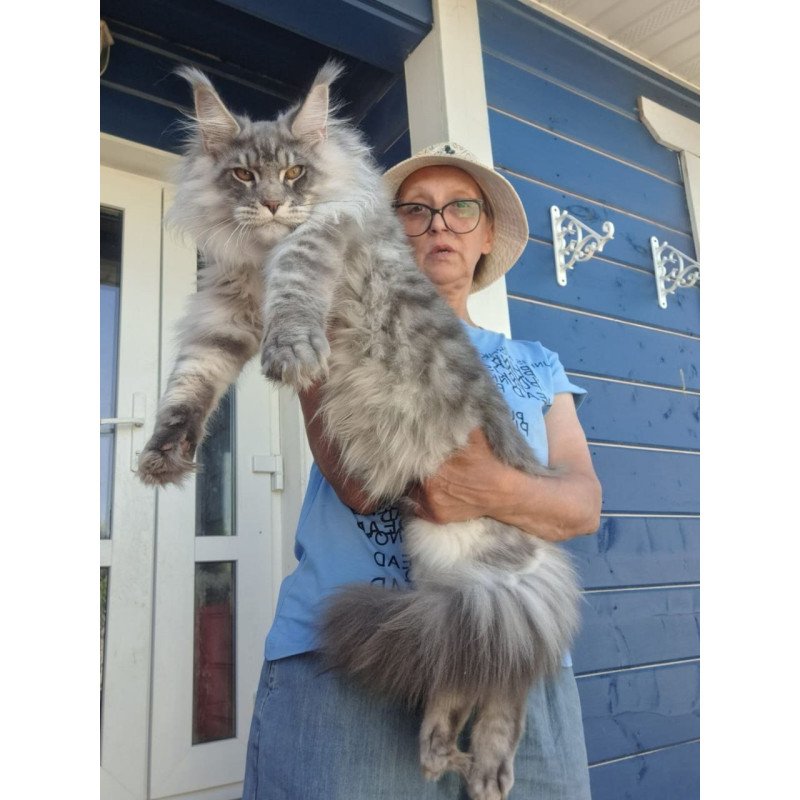 Maine Coon A Holodok