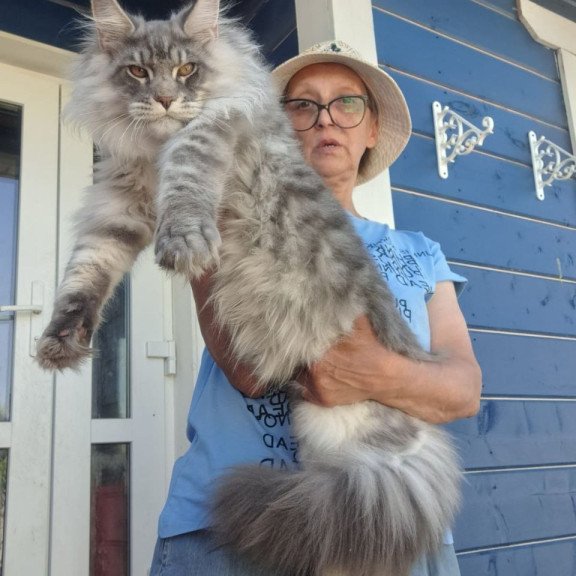 Maine Coon A Holodok