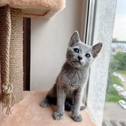 Russian Blue OLG 6.8
