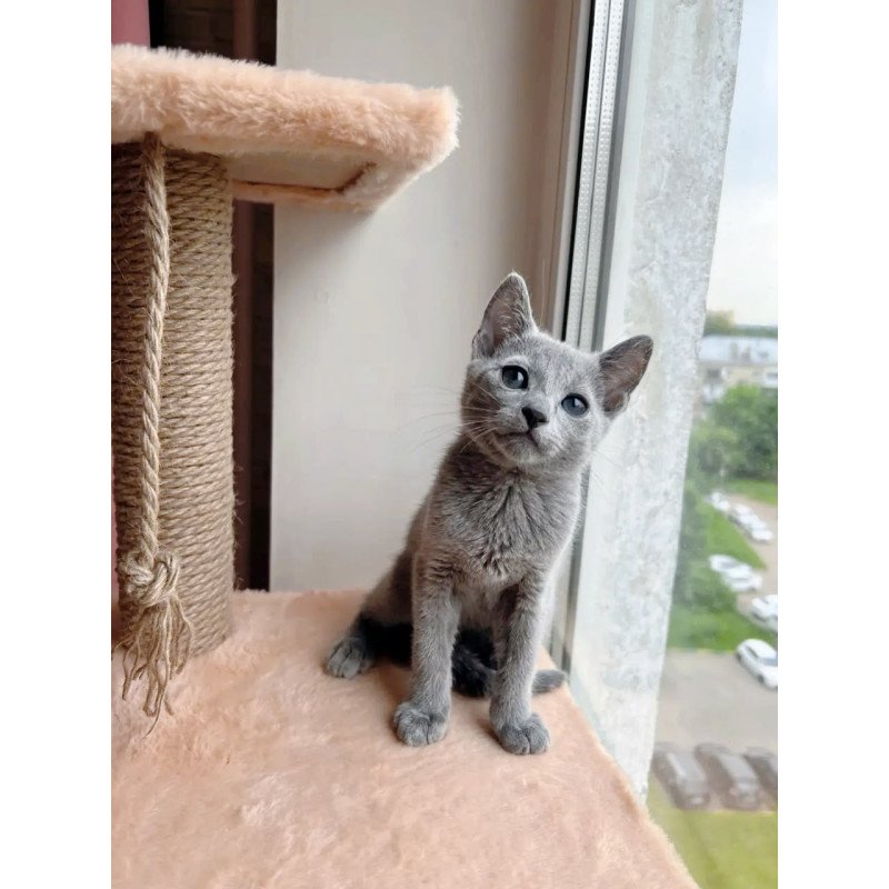 Russian Blue OLG 6.8