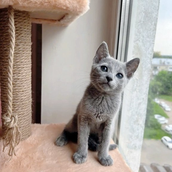 Russian Blue OLG 6.8