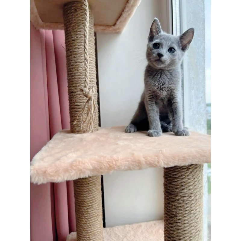 Russian Blue OLG 6.8