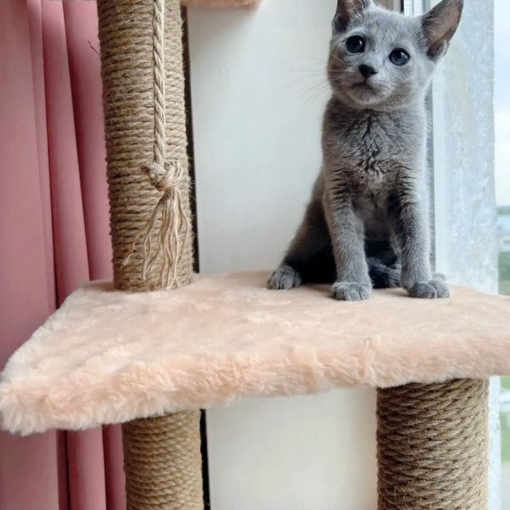 Russian Blue OLG 6.8