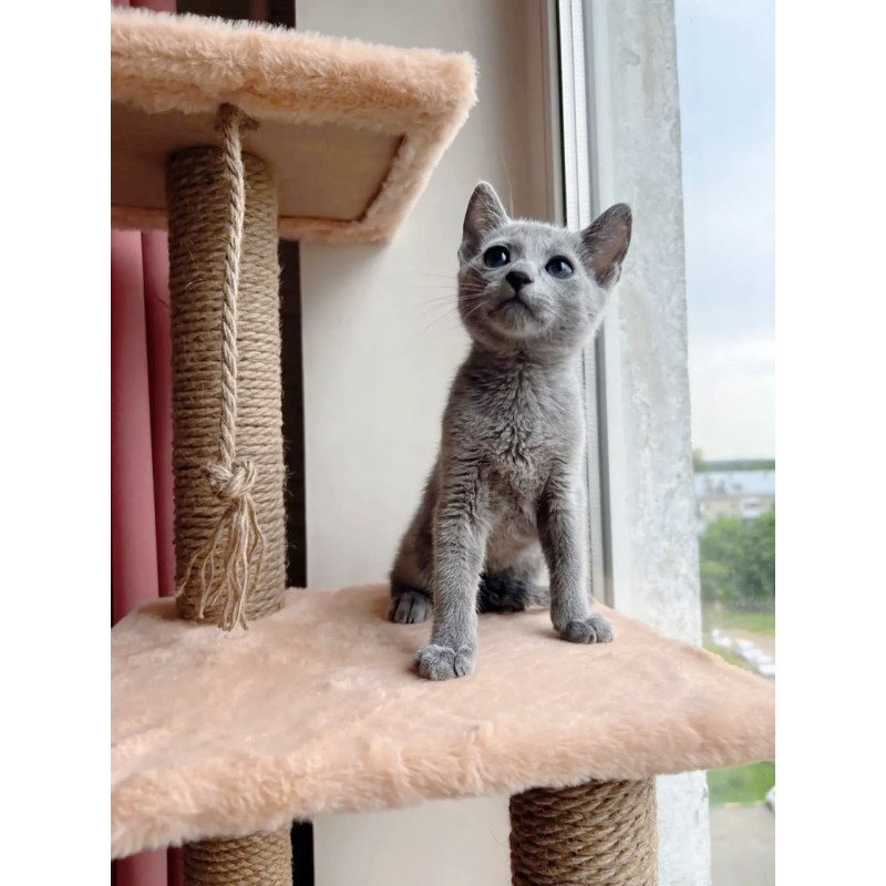 Russian Blue OLG 6.8
