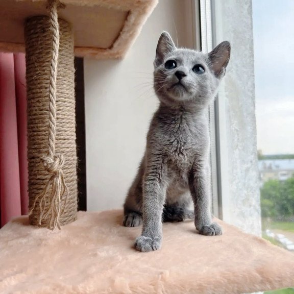Russian Blue OLG 6.8