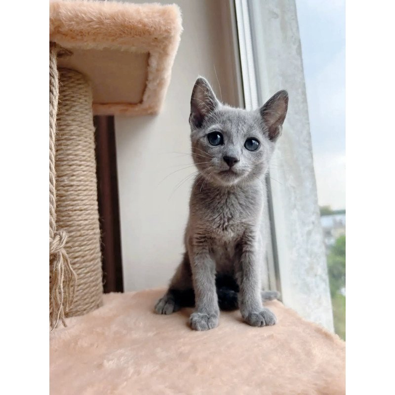 Russian Blue OLG 6.8