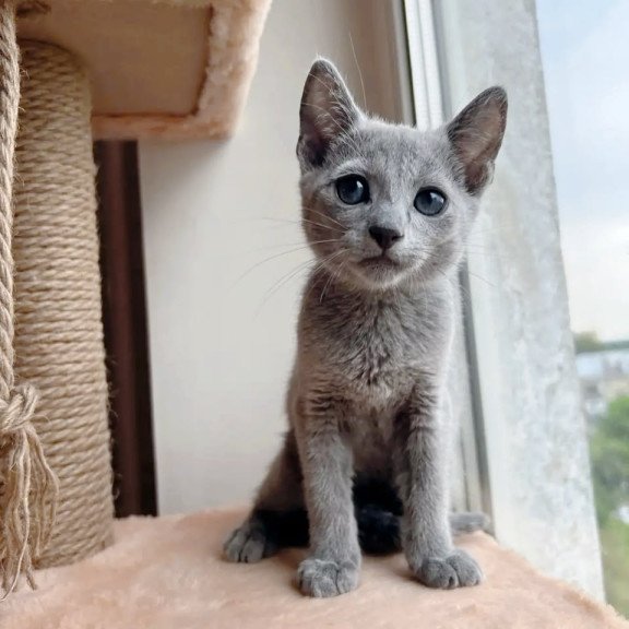 Russian Blue OLG 6.8