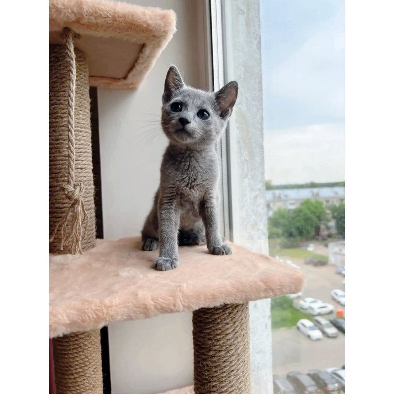 Russian Blue OLG 6.8