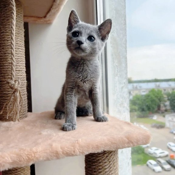 Russian Blue OLG 6.8