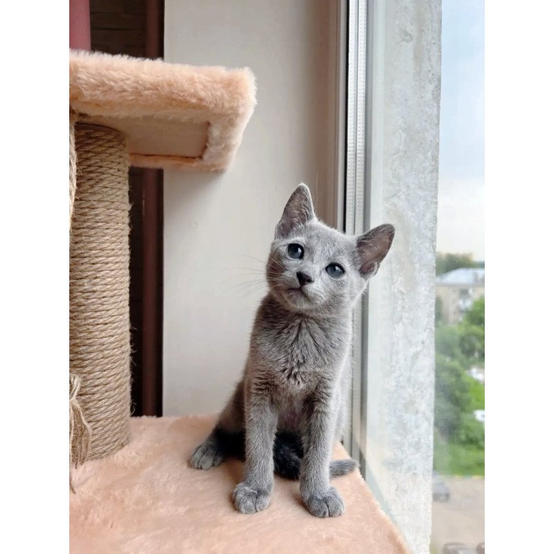 Russian Blue OLG 6.8