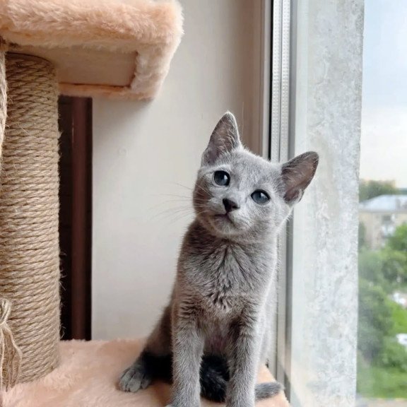 Russian Blue OLG 6.8