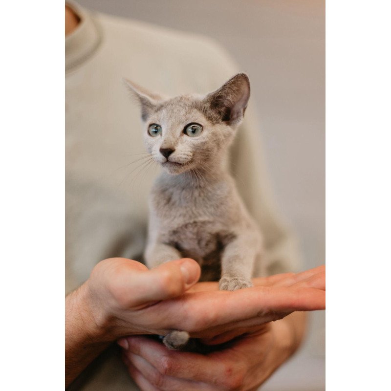 Russian Blue 6.11