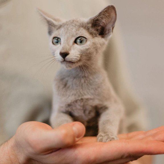 Russian Blue 6.11