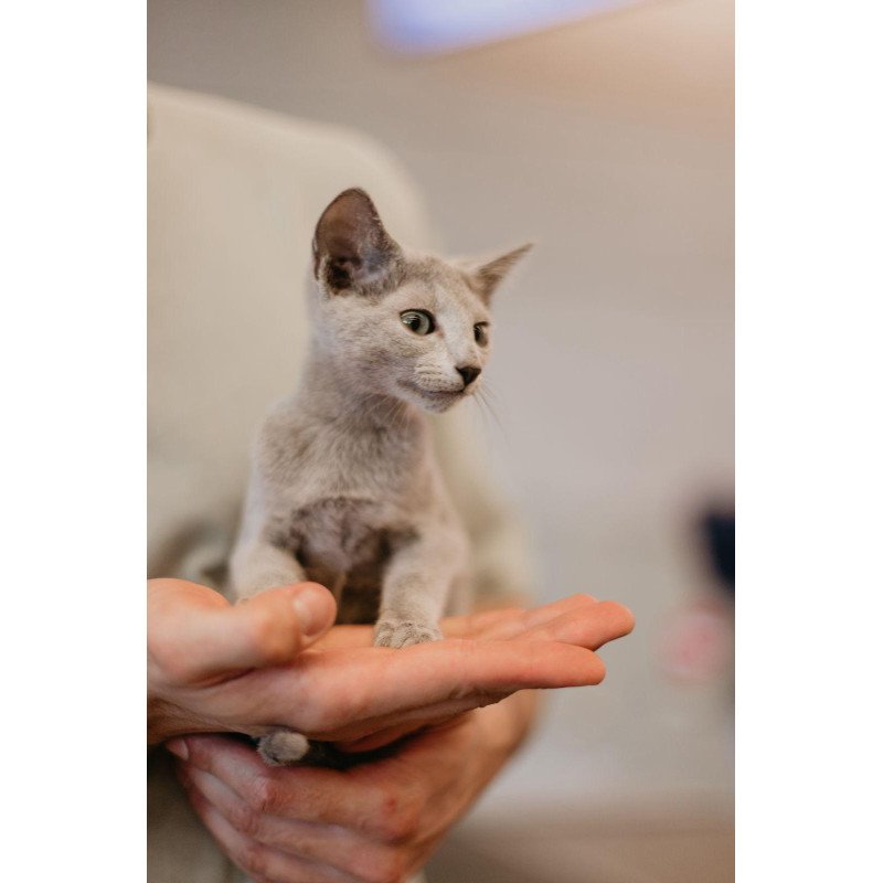 Russian Blue 6.11