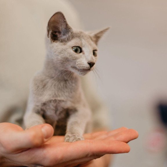 Russian Blue 6.11