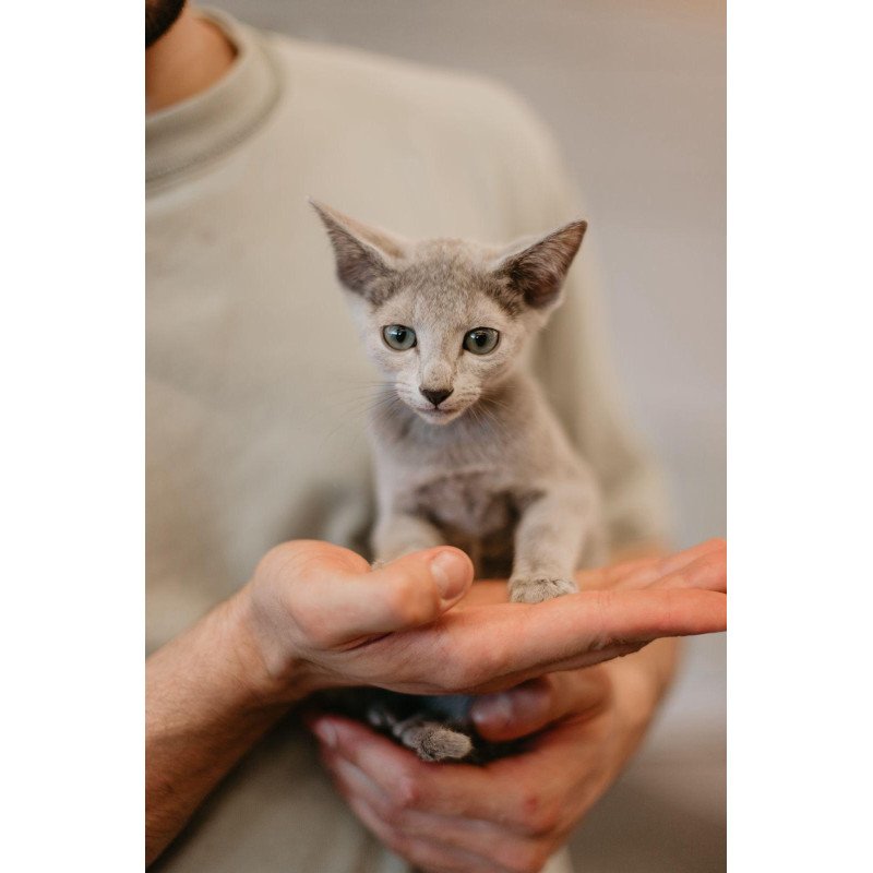 Russian Blue 6.11