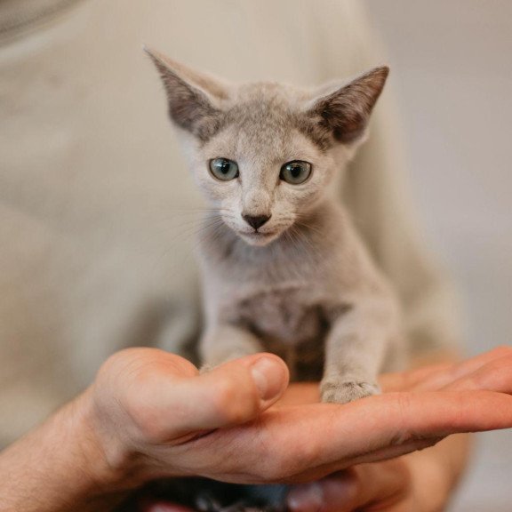 Russian Blue 6.11