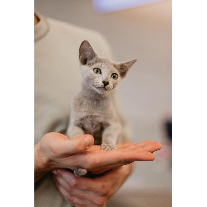 Russian Blue 6.11