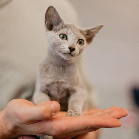 Russian Blue 6.11