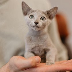 Russian Blue 6.11
